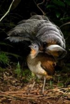 [NATUUR+—+Australië's+regenwoud+(Arte-tv).jpg]