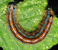 Plusia, Oruga cigarrera, Oruga de la col, Oruga de librea, Oruga de zurrón, Oruga del clavel, Gusanos verdes, Lagarta de la encina