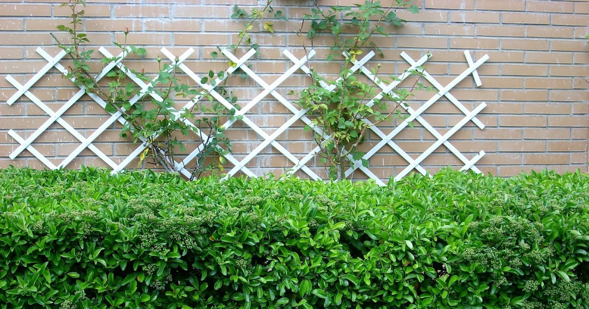 Universo Jardín : Mundos de Plantas y Flores: Los setos