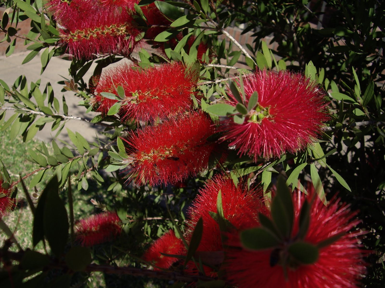 V E R D E C H A C O Calistemo Limpia Tubos