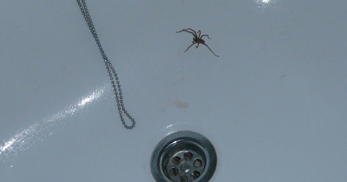 Finding life hard? How long can spiders survive without food?