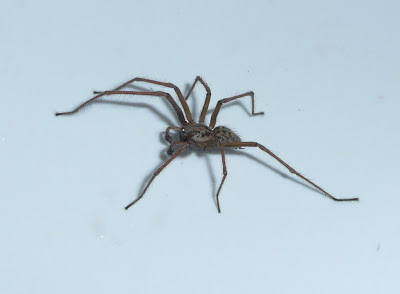 Big British Spiders