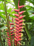 Heliconia, Los Lagos, Arenal