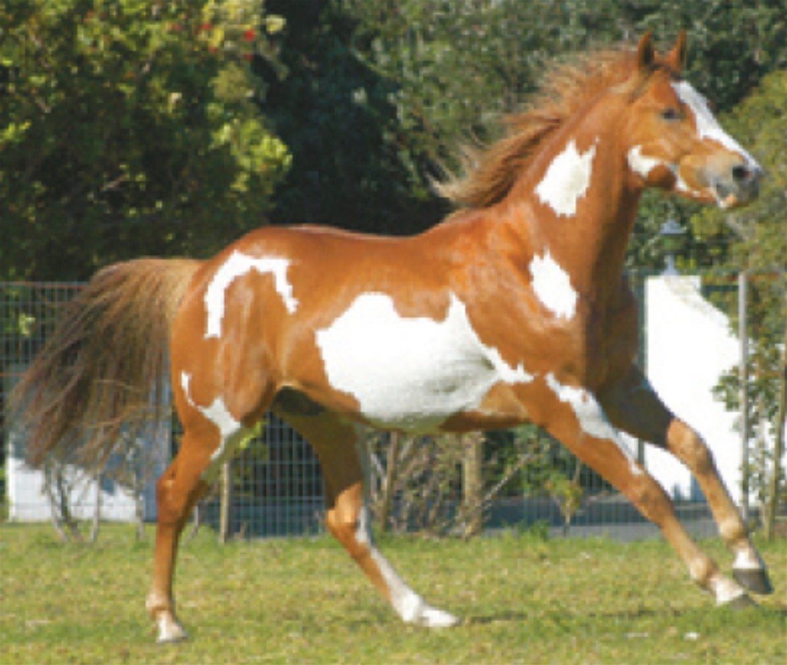 Horses Breeds Pictures