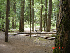 One of Ohanapecosh campground's forest