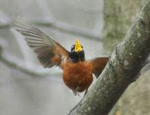 American Robin