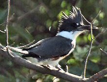 Belted Kingfisher