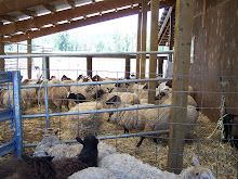 Shearing day on the farm