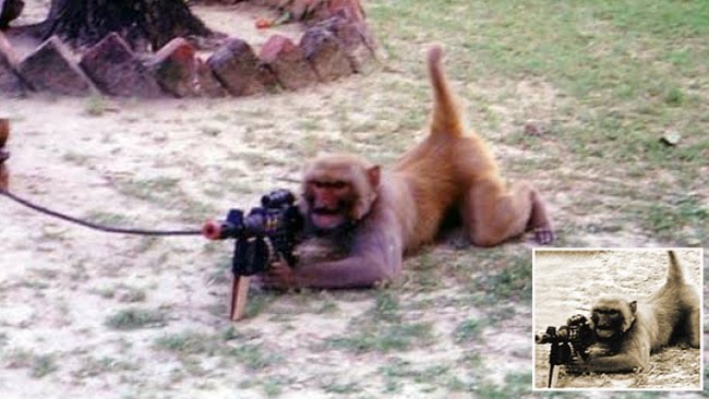 The idea of Gun Slinging Murder Monkeys still gets our Car Balls nod, 