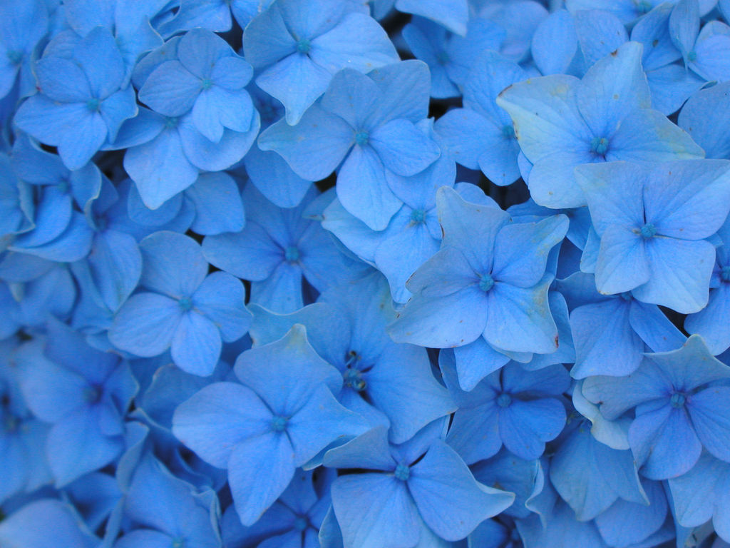[hydrangea-light-blue-close.jpg]