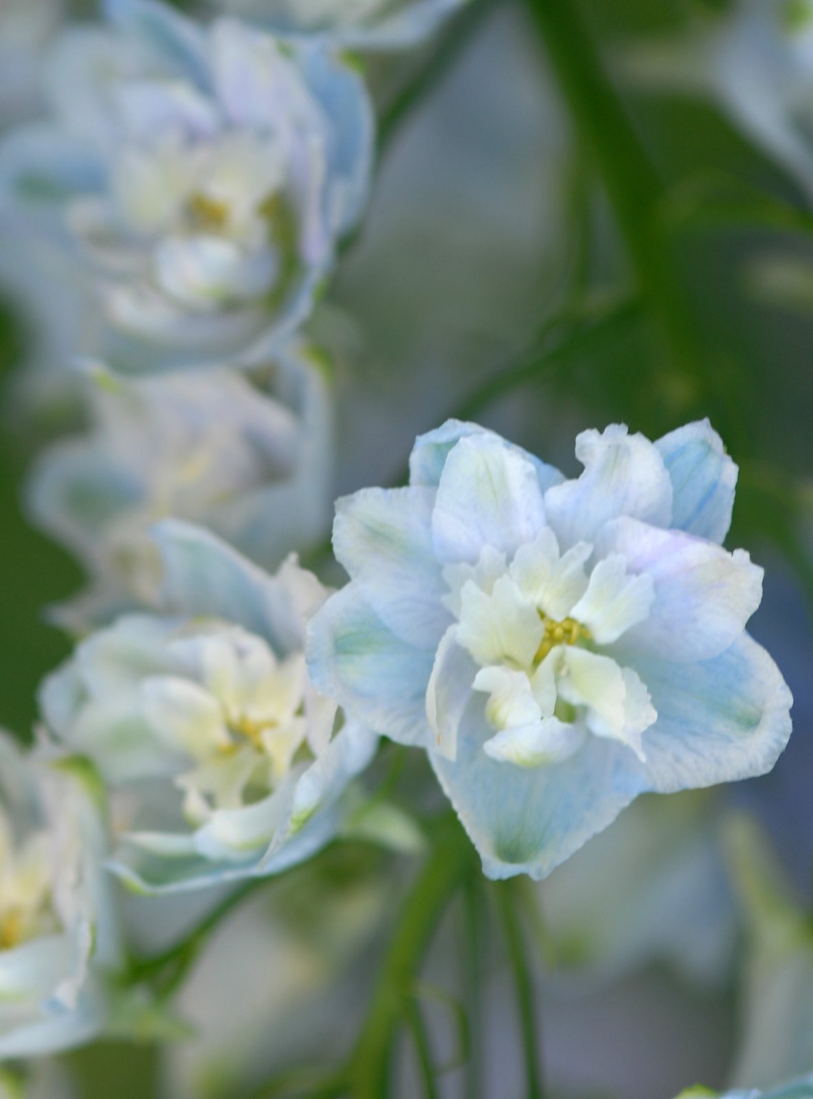 [delicate+light+blue+flowers.jpg]