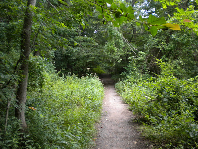 Path on a trail in East Rock Park