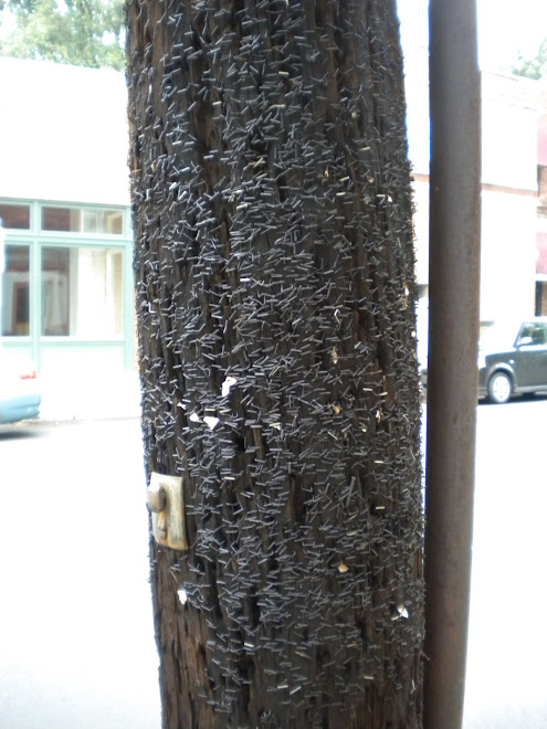 Plucking Staples from this Telephone Pole