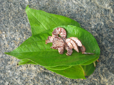 betel leaf and sliced areca nut