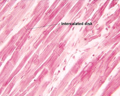 RMT Cardiology: Composition of the Heart