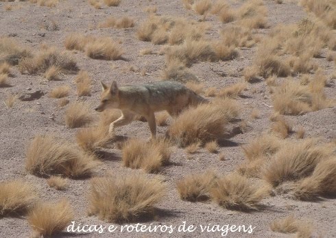 [raposa.JPG]