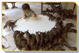 [karni-mata-temple-bikaner.jpg]