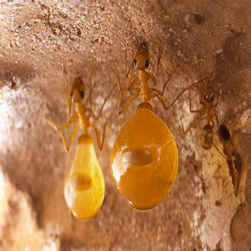 Honey pot Ants