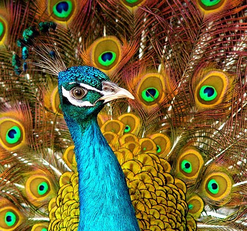 [peacock.bmp]
