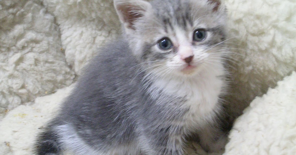 Toronto Adopt A Pet Kittens!