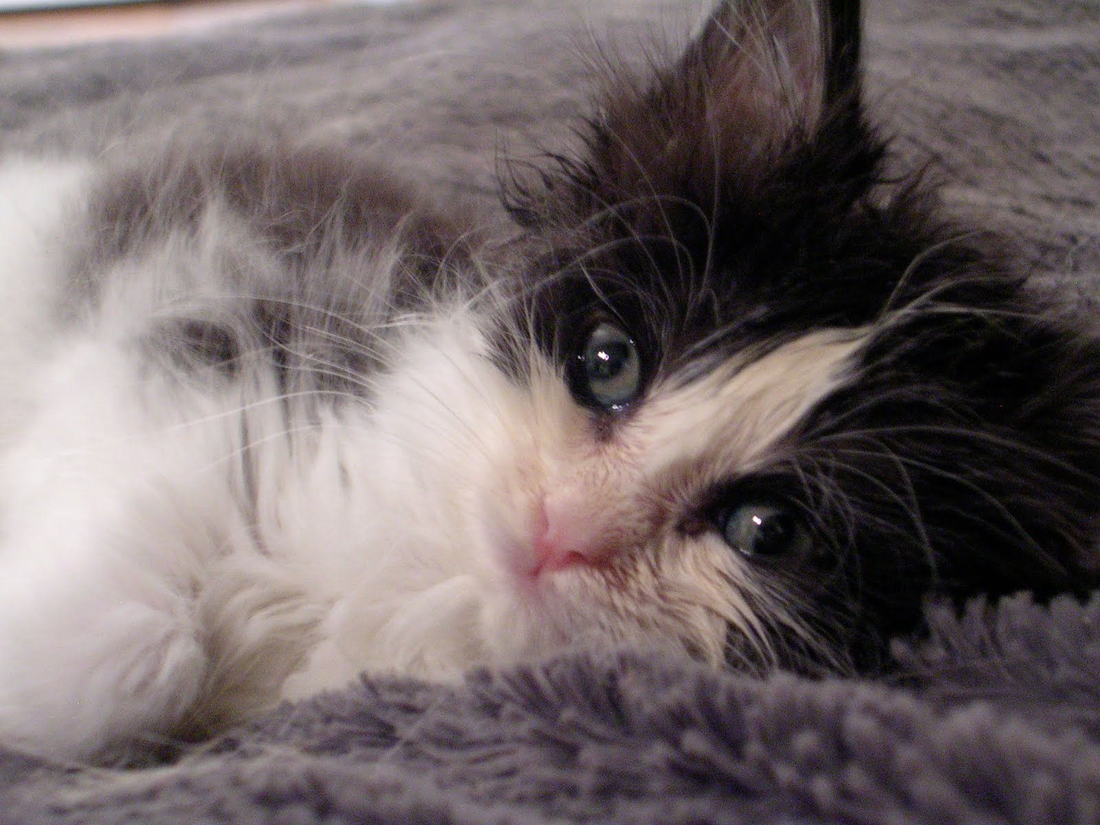 Toronto Adopt A Pet Kittens!