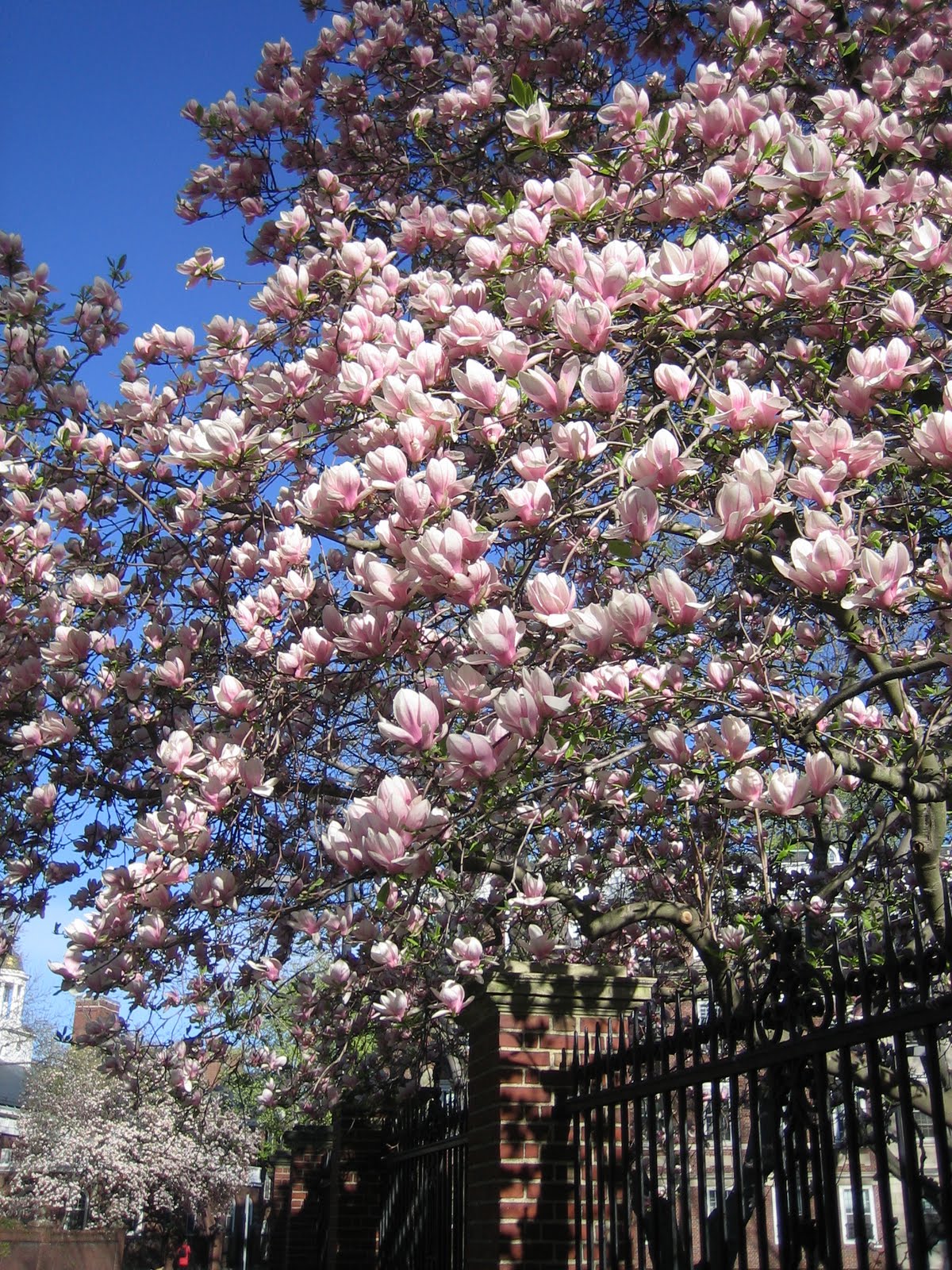 Magnolia Tree Flower