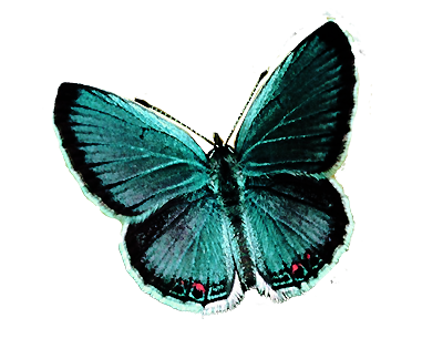 RecursosMF: Mariposas PNG