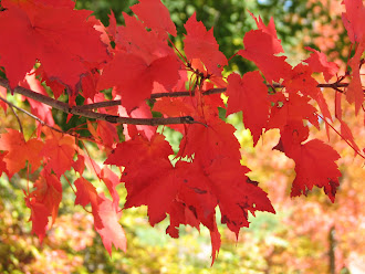 Fall Foliage