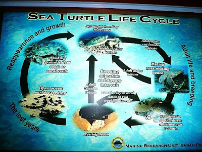 ciclo de vida de las tortugas