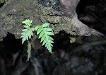 Young Fern on Rootball