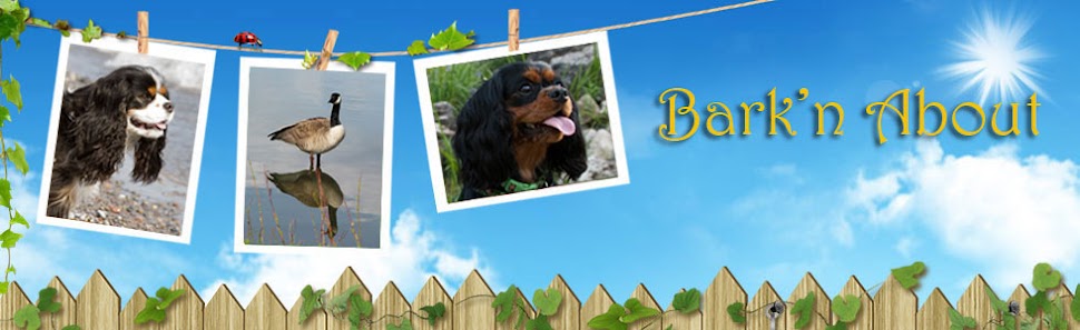 Bark'n About