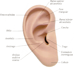 ANATOMIA AURICULAR