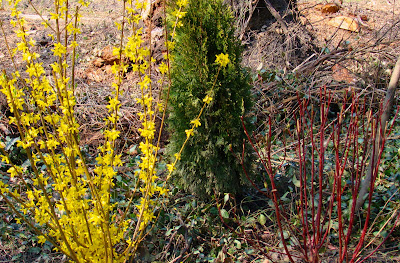 The British Gardener The Tropical Years Damn Good Plants Red