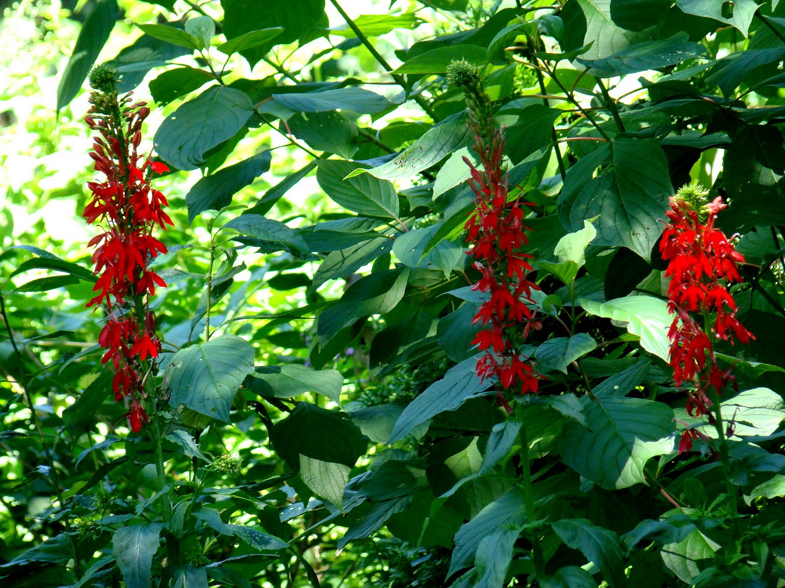 Cardinal Flower (Lobelia cardinalis) Cardinal flower