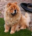 [chow+chow..jpg]