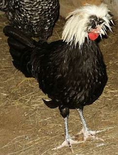 Long Haired Hen