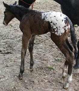 ApHC foal for sale