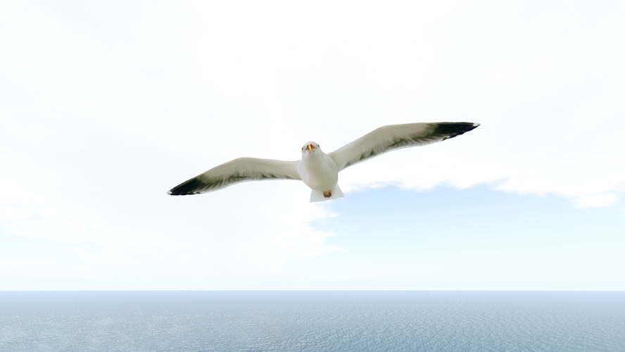 [seagull-02.jpg]