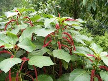 ACALYPHA HISPIDA