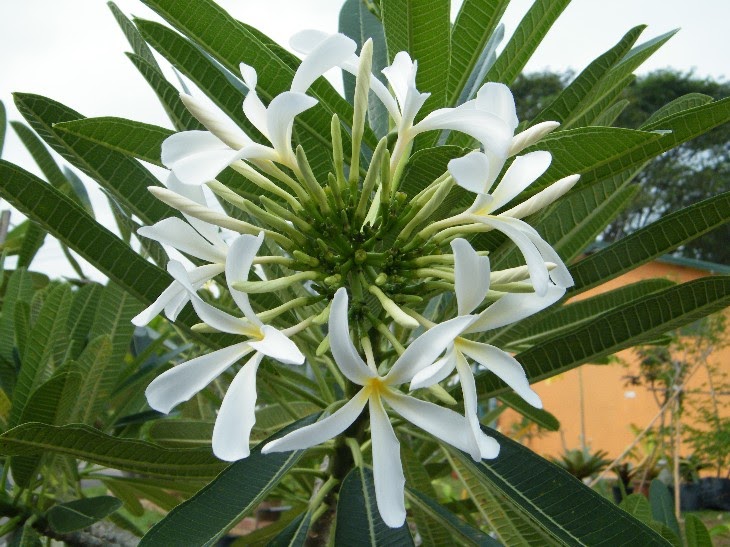 my G@Rdening frenzY: PLUMERIA STENOPETALA