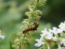 MOTH CATERPILLAR