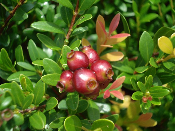 Tiểu Diệp Xích Nam (Box-leaved Syzygium, Syzygium buxifolium) ngoài tự nhiên