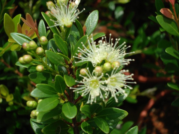 Tiểu Diệp Xích Nam (Box-leaved Syzygium, Syzygium buxifolium) ngoài tự nhiên