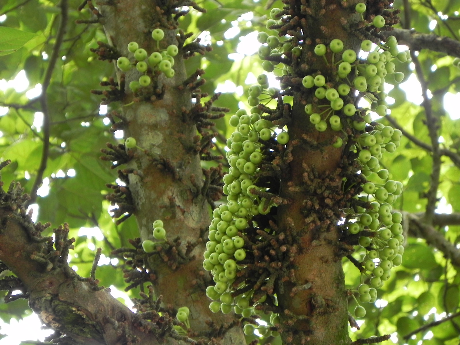 my GRdening frenzY FICUS RACEMOSA