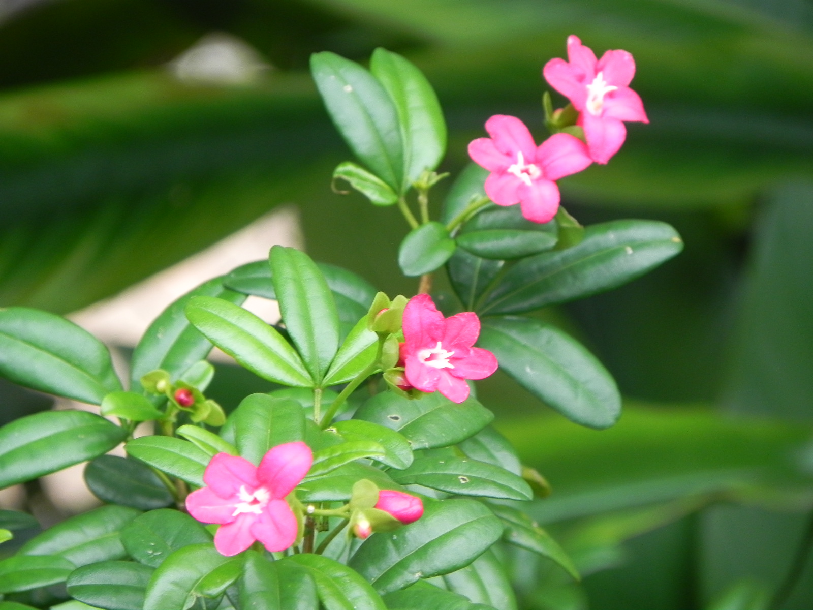 Plant Image