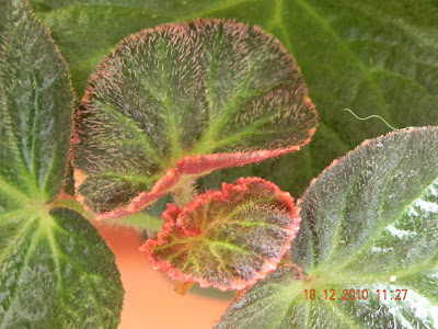 Table For 2 Or More My Garden Get To Know Me Week 2