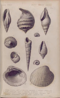 Steampunk Adventures - Fossil Shells sketch, 1832