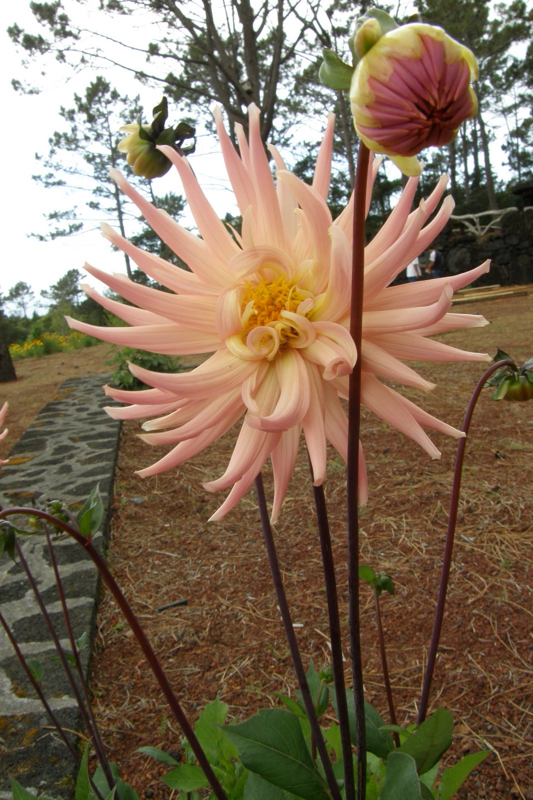 [Pico+-+Maio+2008+(57).JPG]