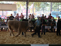 Das Mycomics De Blog