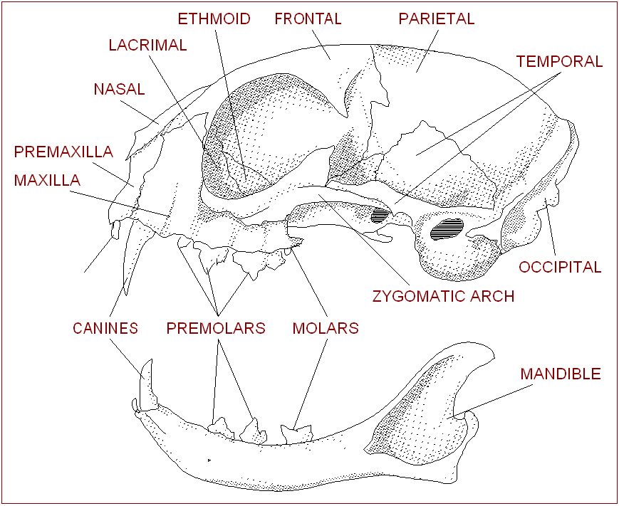 arteries in neck diagram. arteries in neck diagram. arteries in neck diagram.